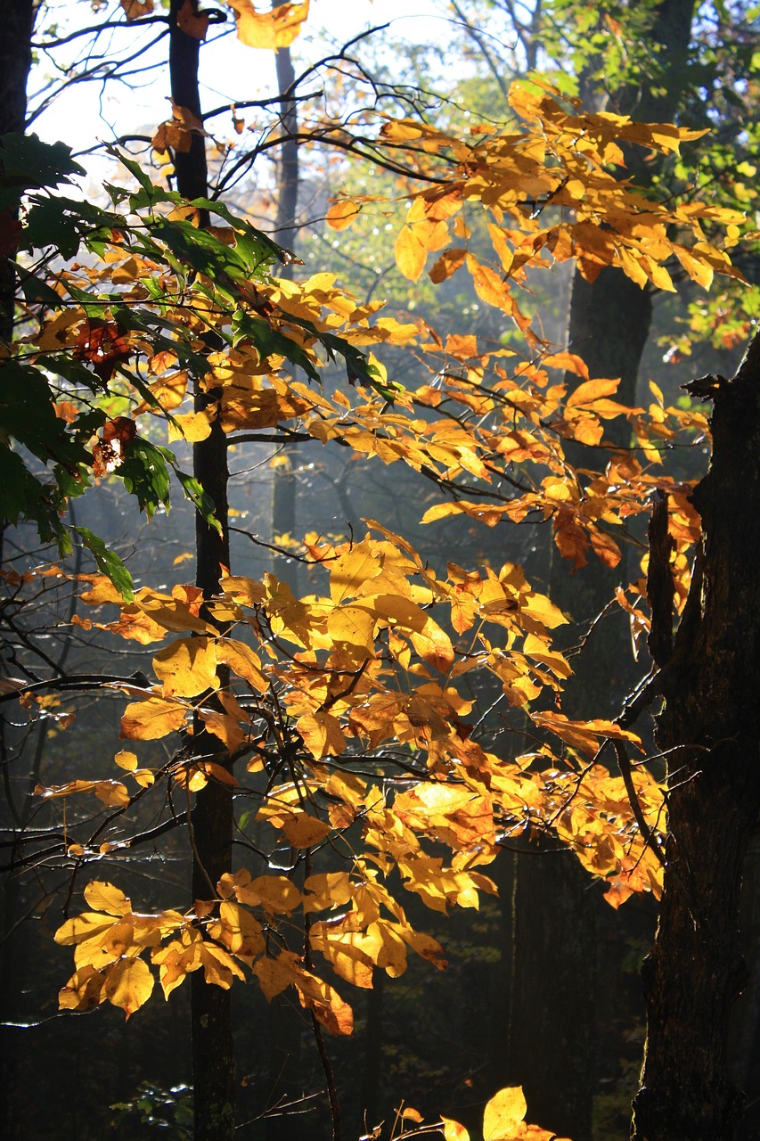 hickory autumn fall free photo