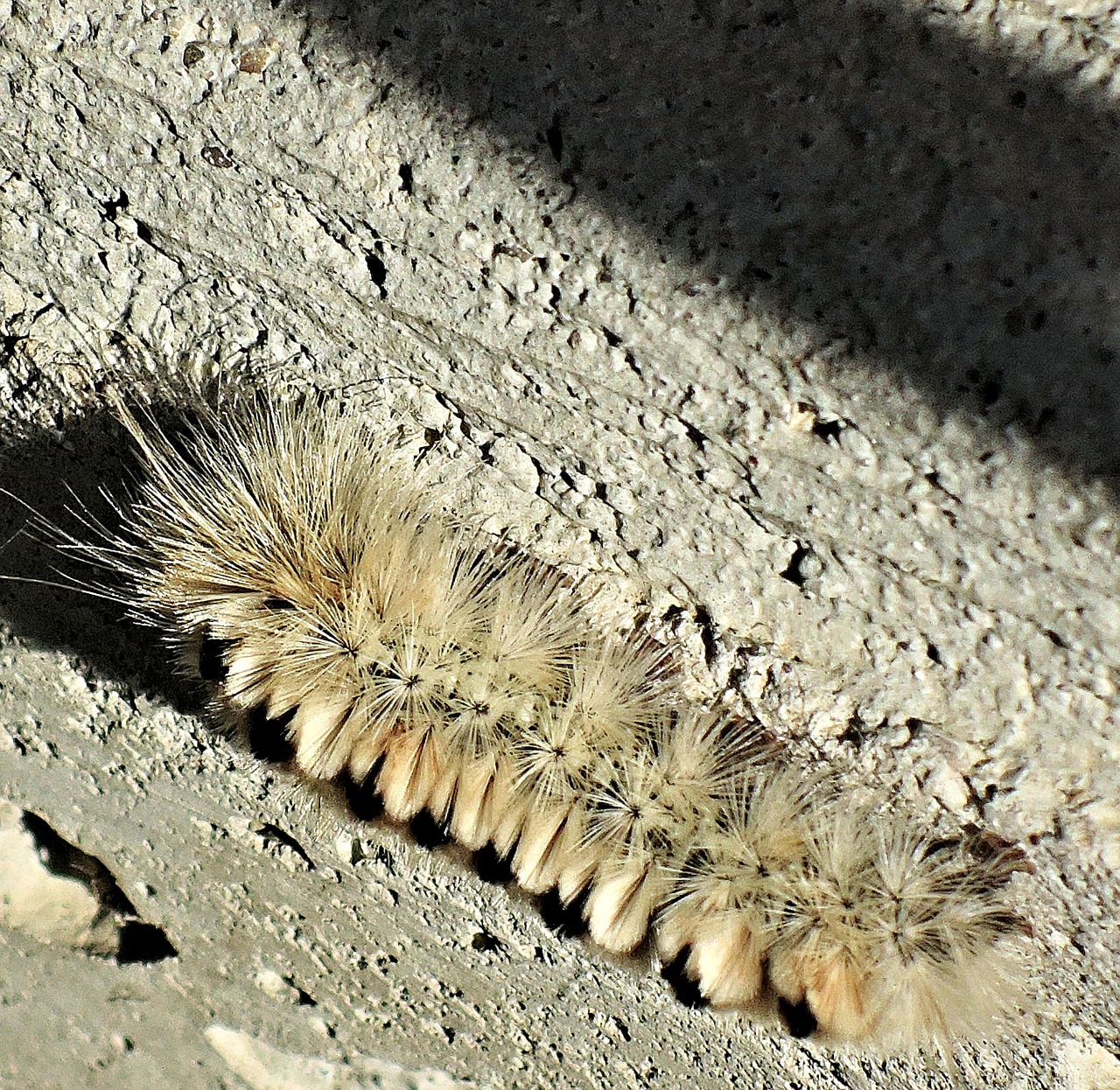 hickory tussock poisonous caterpillar insect free photo