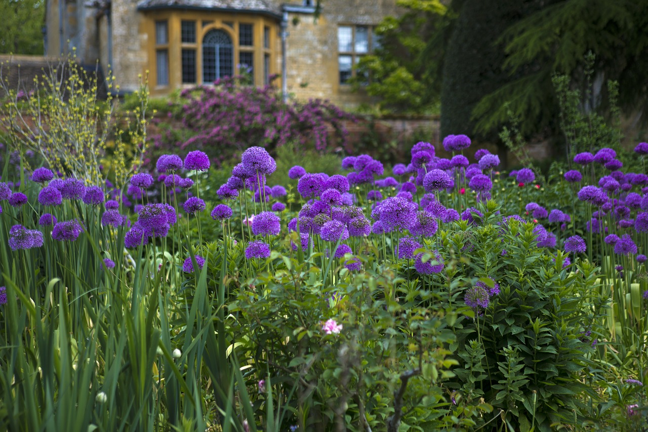 hidcote manor lawrence johnson's garden purple aliums free photo