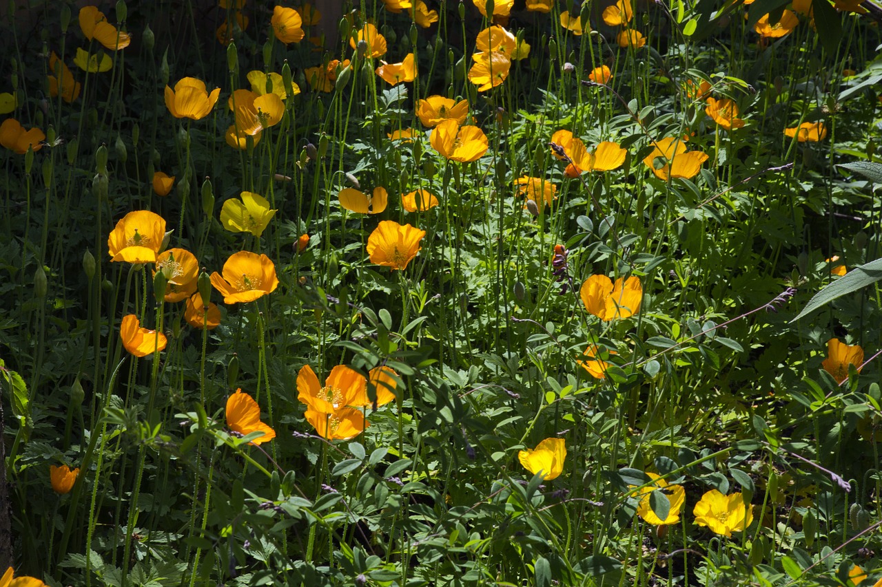 hidcote manor bright yellow poppies lush green foliage free photo