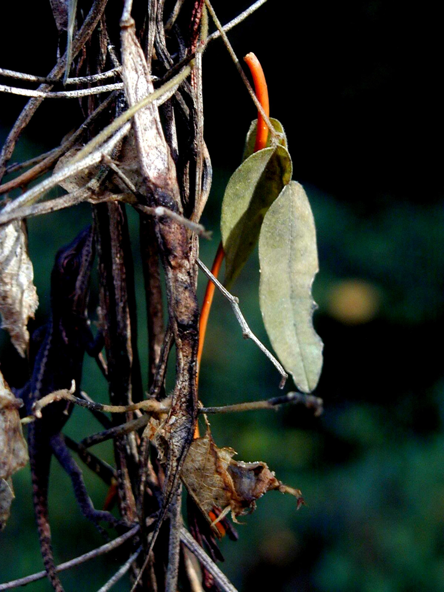 nature outdoors plant free photo