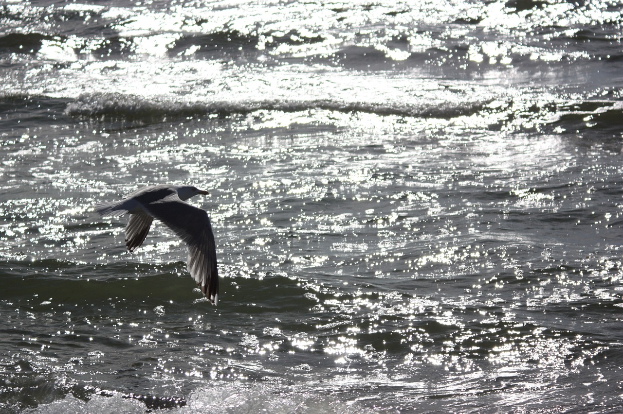 hiddensee walk on the beach seagull flying free photo