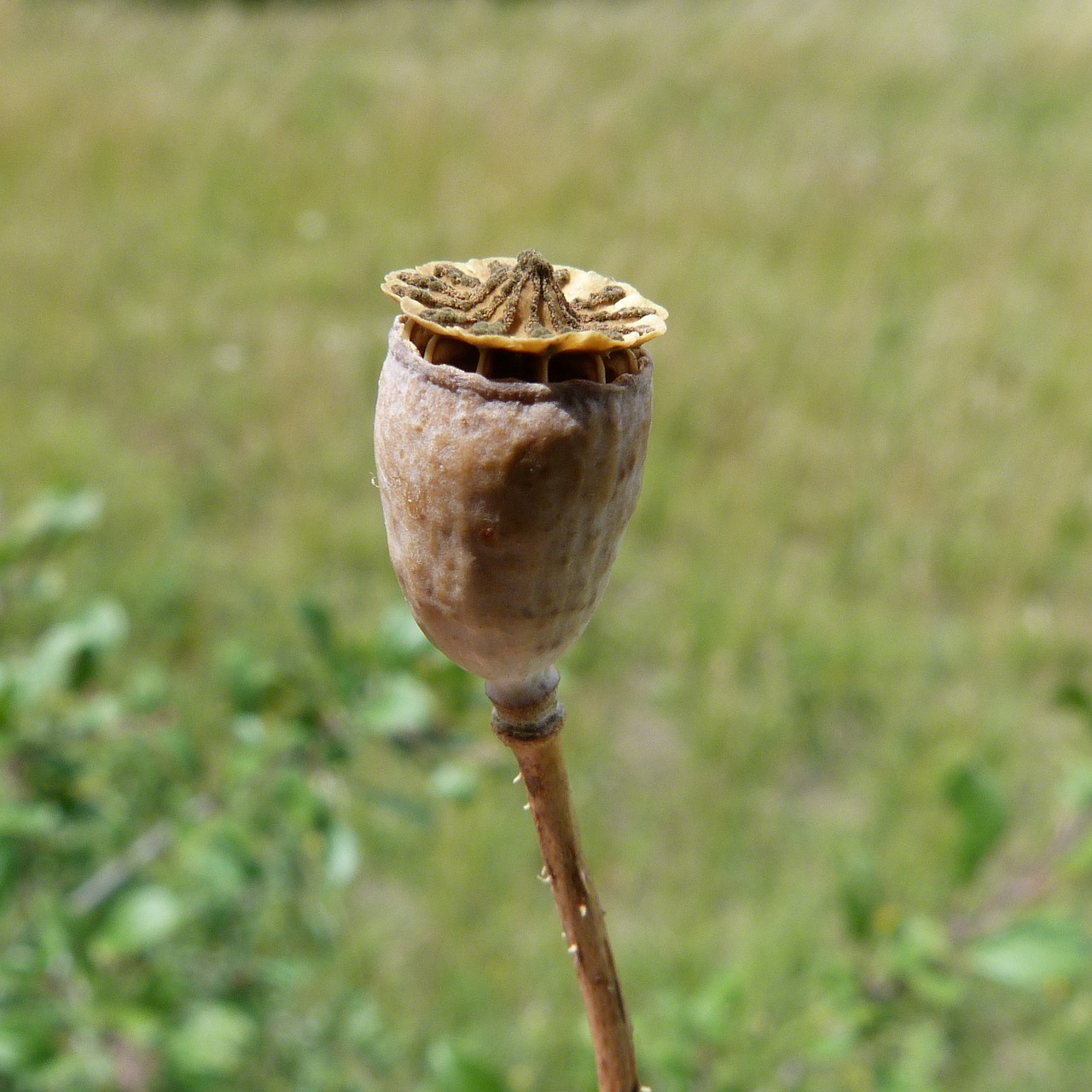 hieracium hawk flower dry flower free photo