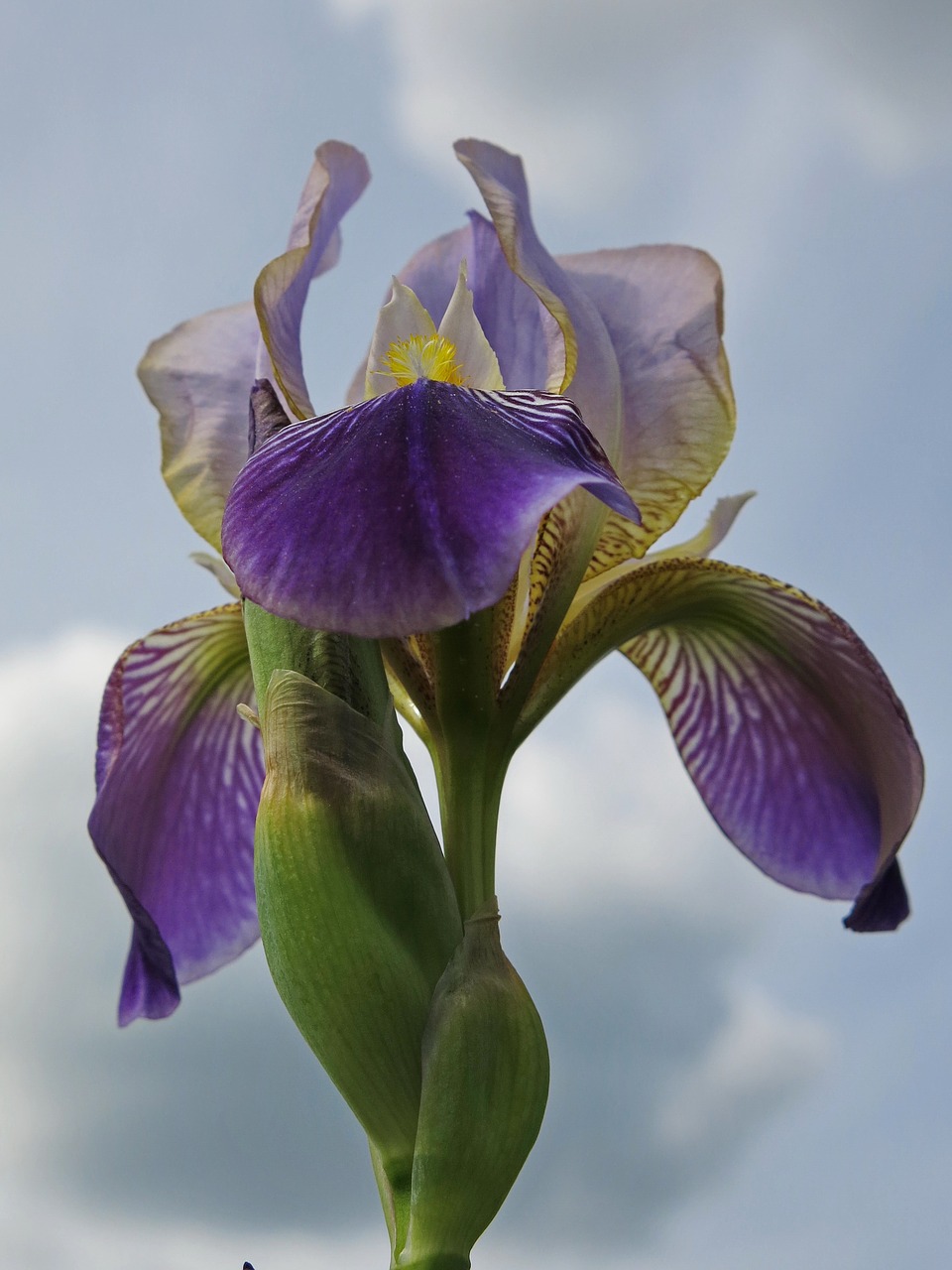 high beard iris iris flower free photo