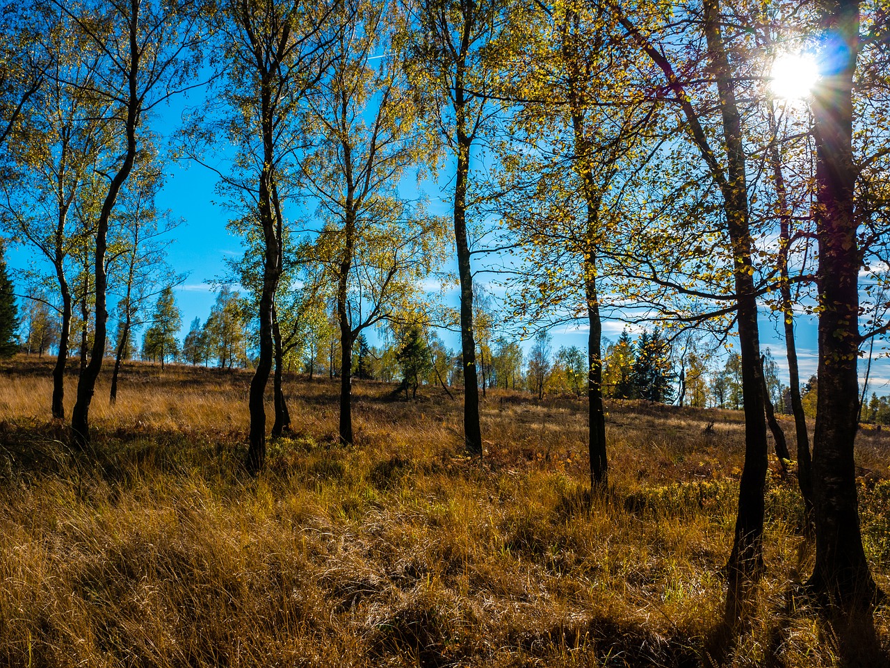 high fens eifel trees free photo