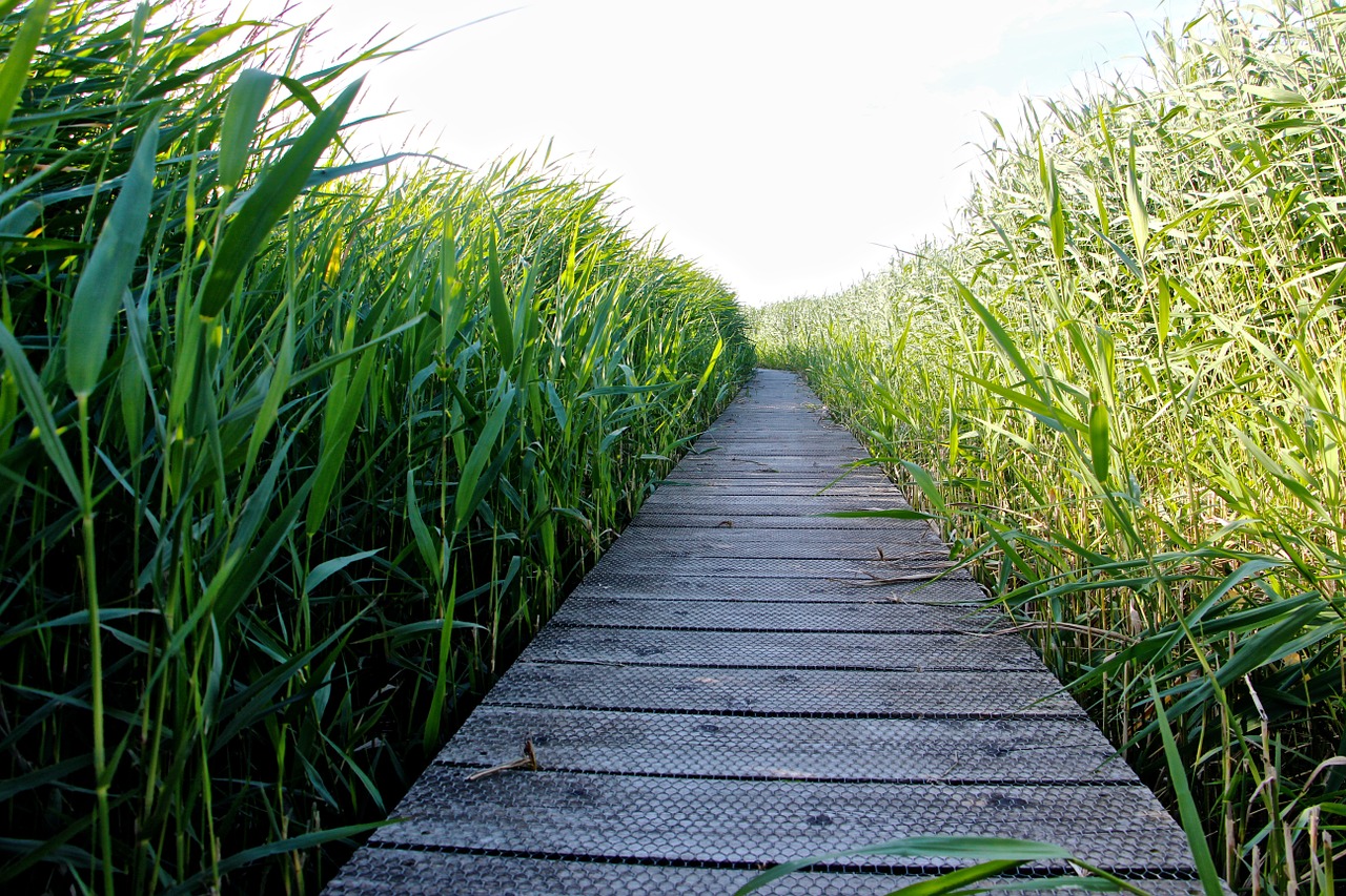 high grass walk relax free photo