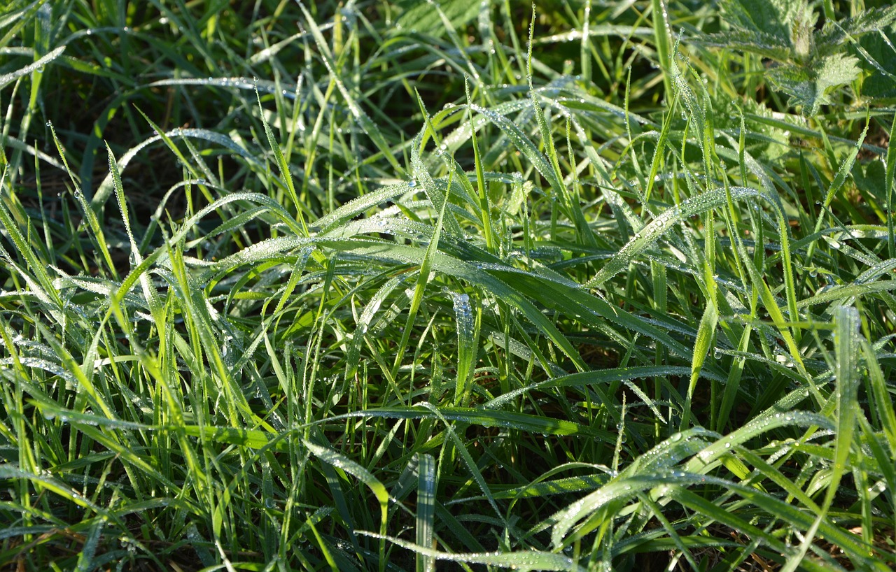 high grass morning dew droplets of water free photo