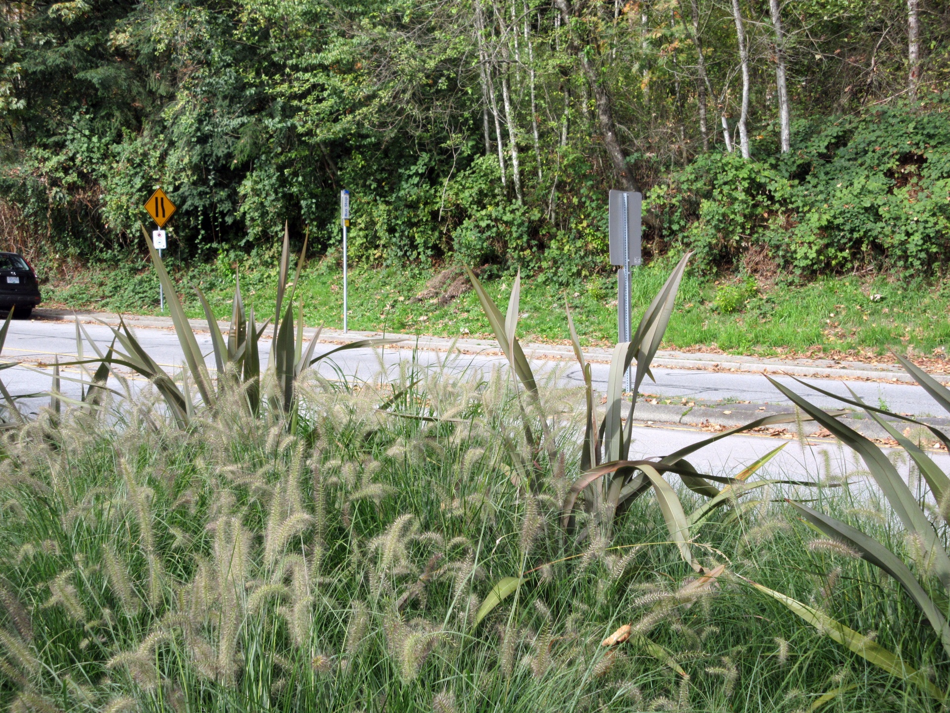 High,grass,road,trees,photo - free image from needpix.com