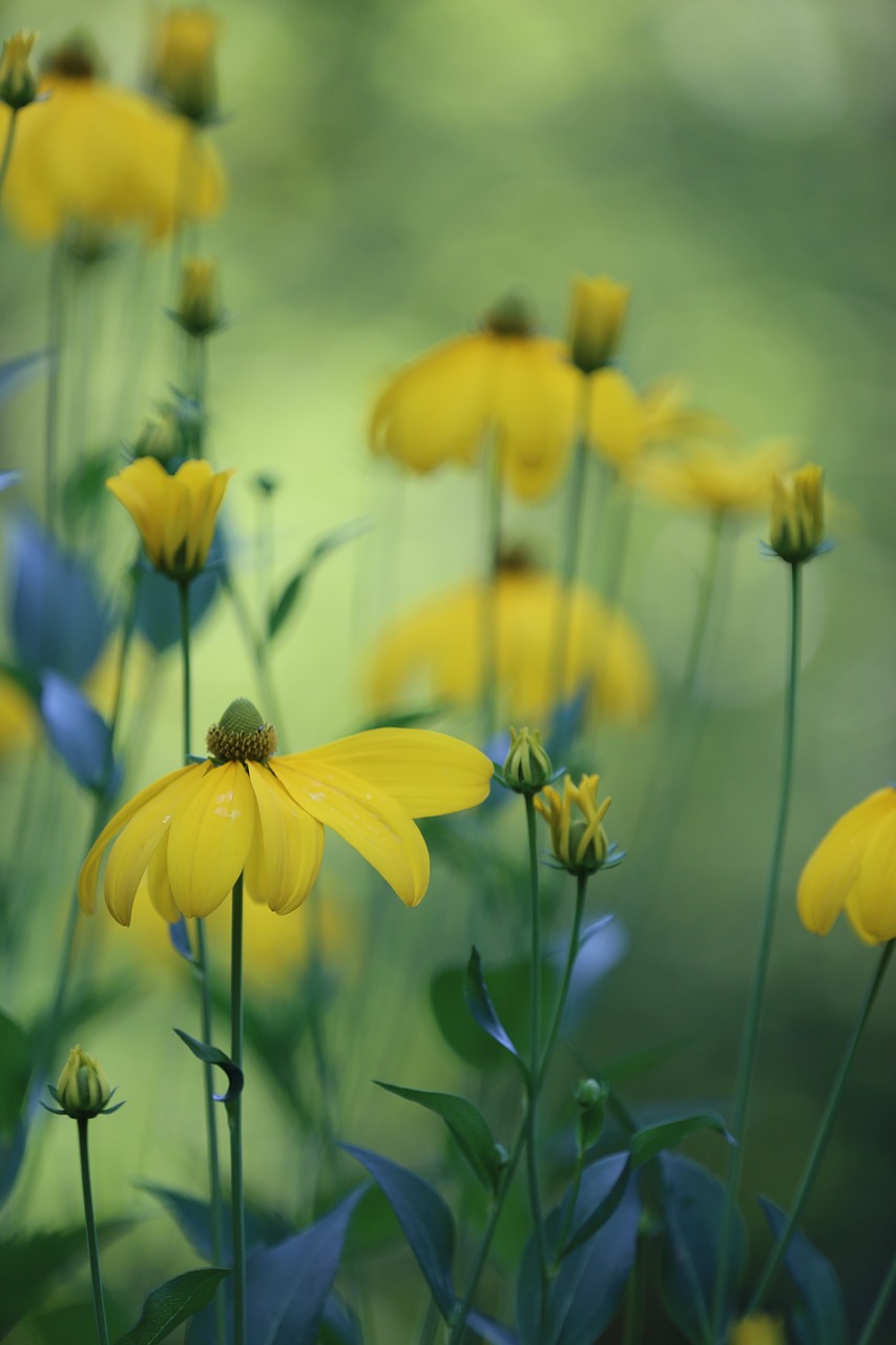 high hat rudbeckia nitida flower free photo