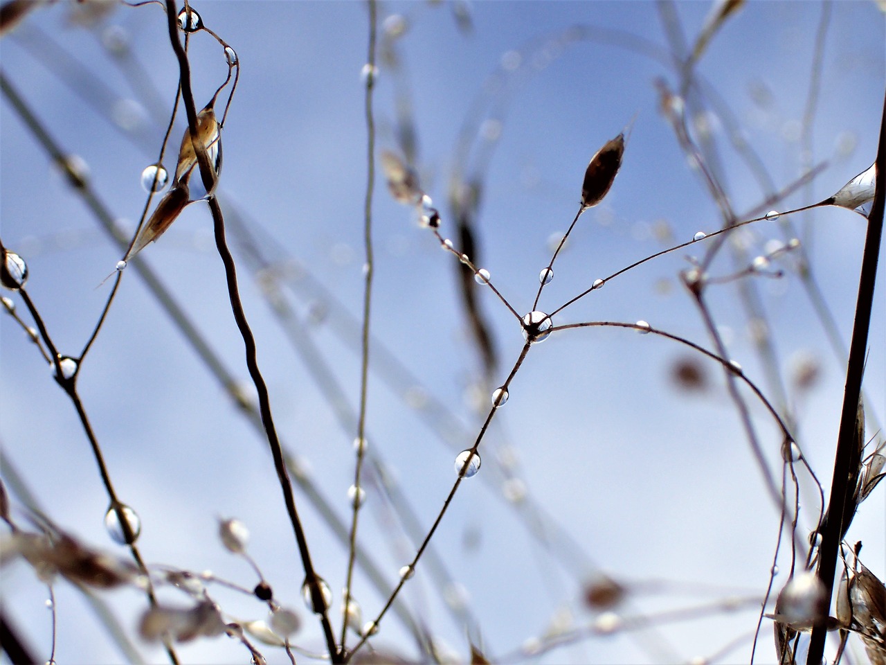 high in july water droplets autumn free photo