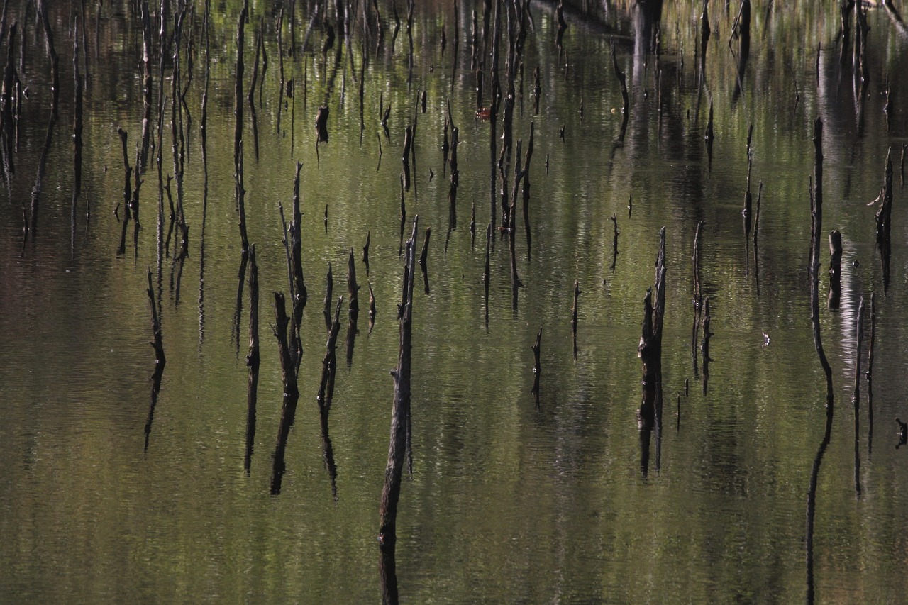 high moor  birch  mirroring free photo