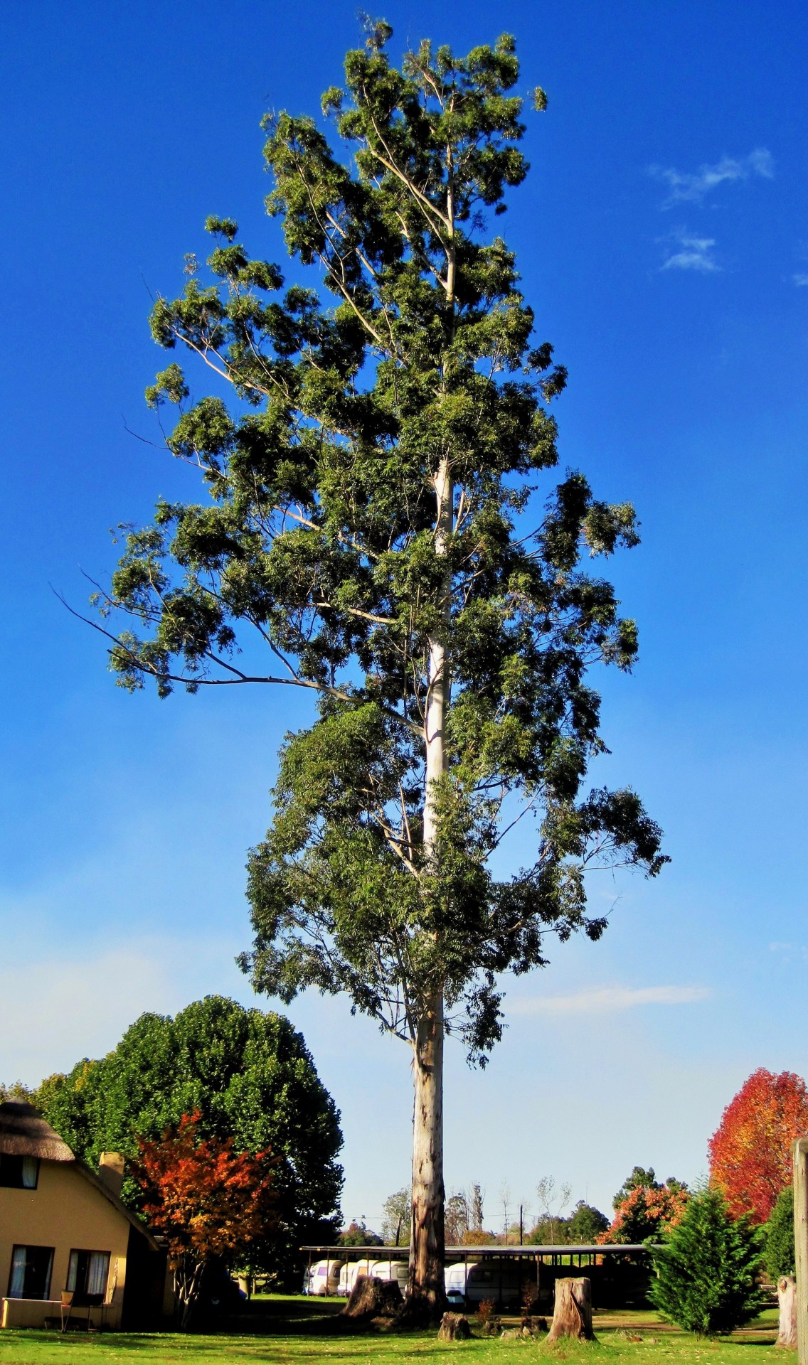 tree tall eucalyptus free photo
