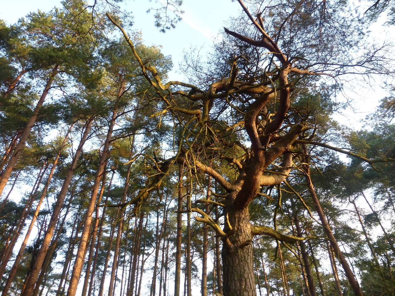 high trees tall trees forest free photo