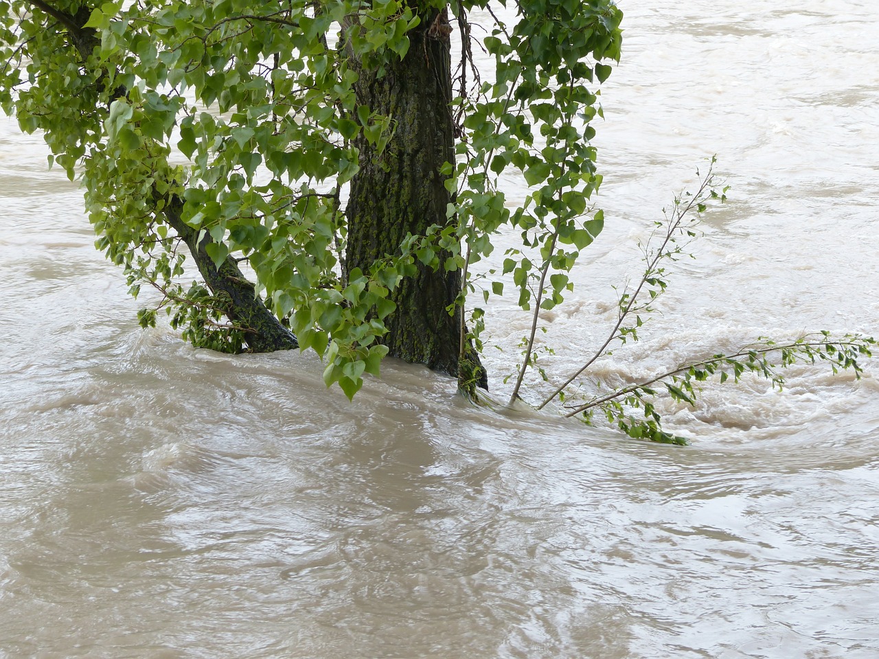high water flooding tree free photo
