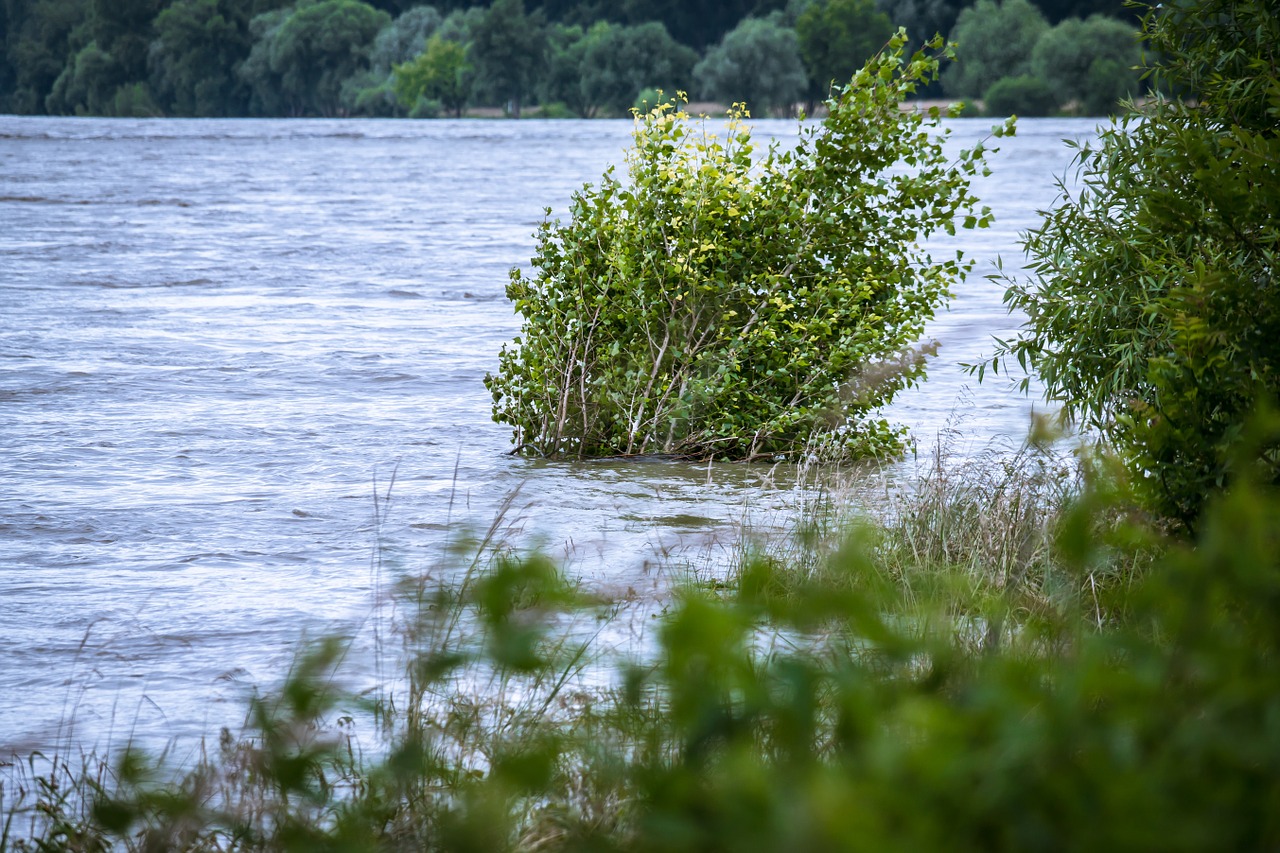 high water river bush free photo