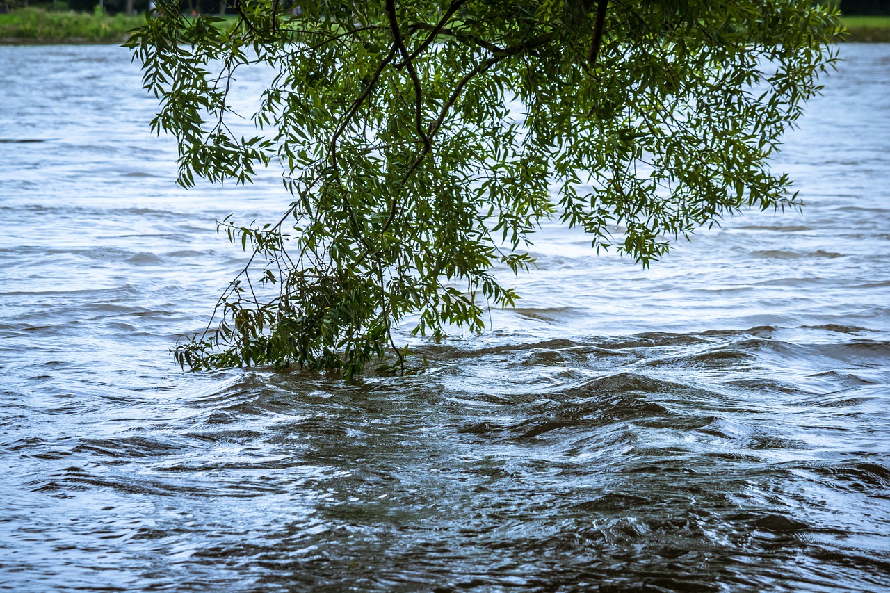 high water river bush free photo