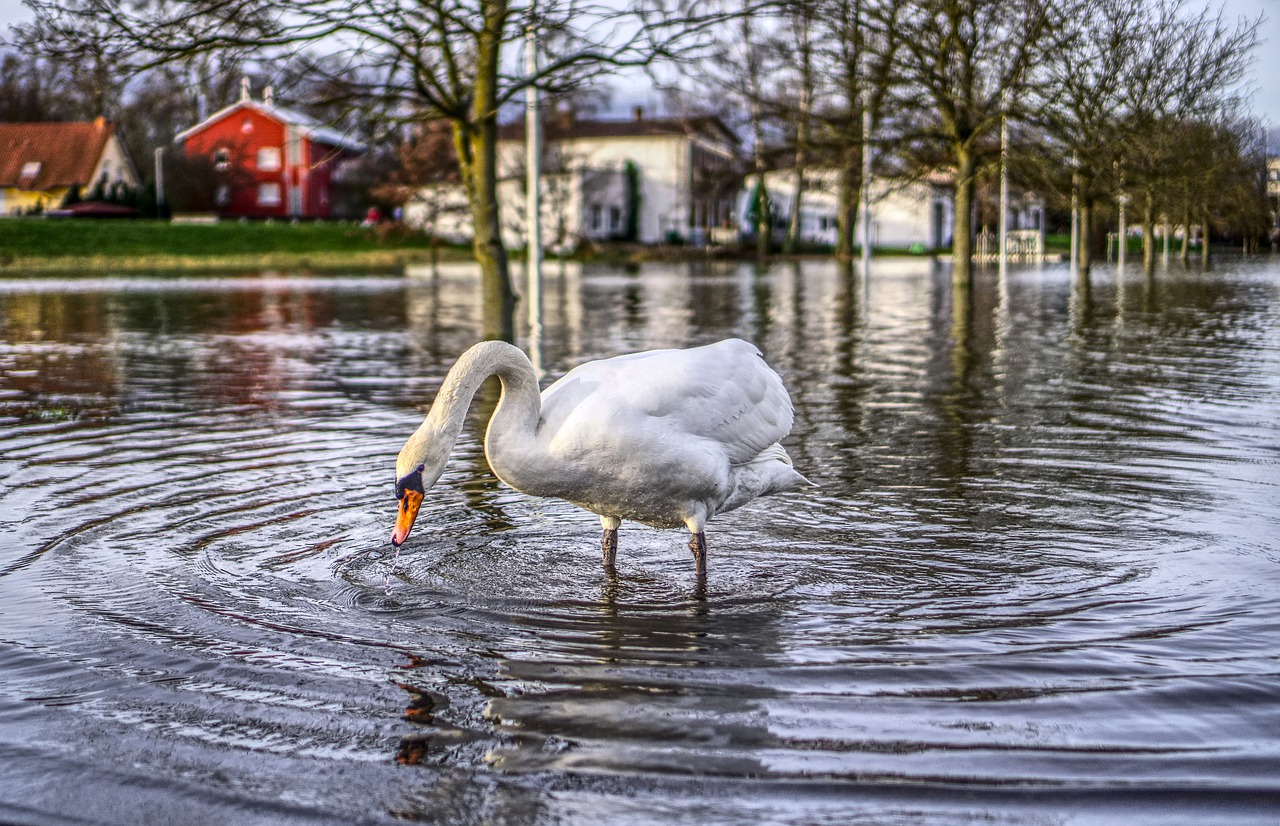 high water swan flow free photo