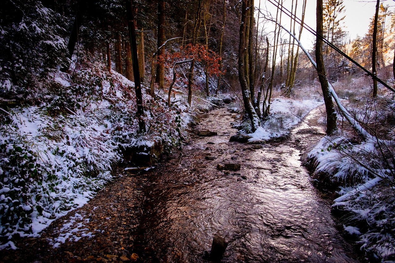 high'fagne  belgium  nature free photo