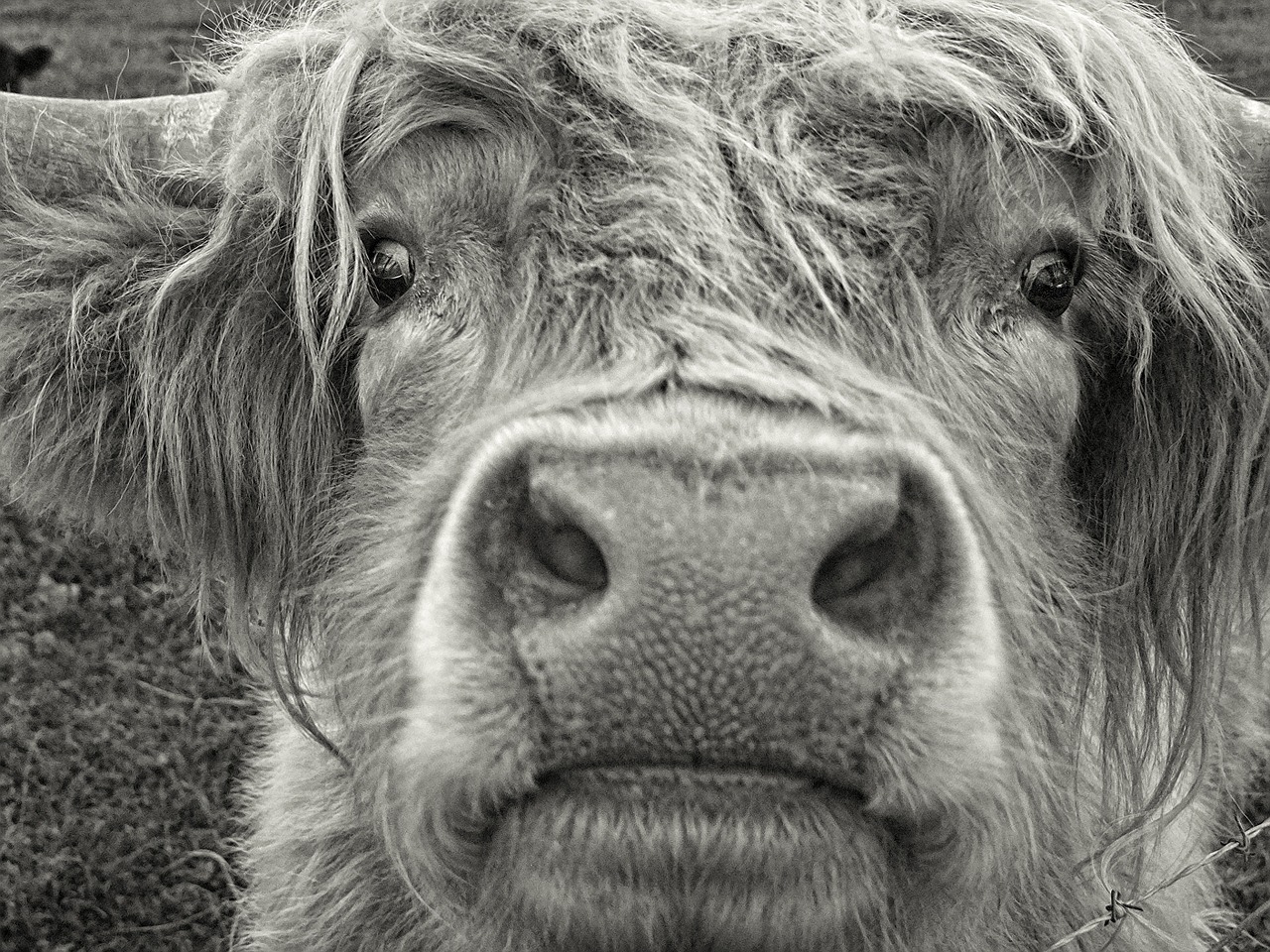 highland cow pasture free photo