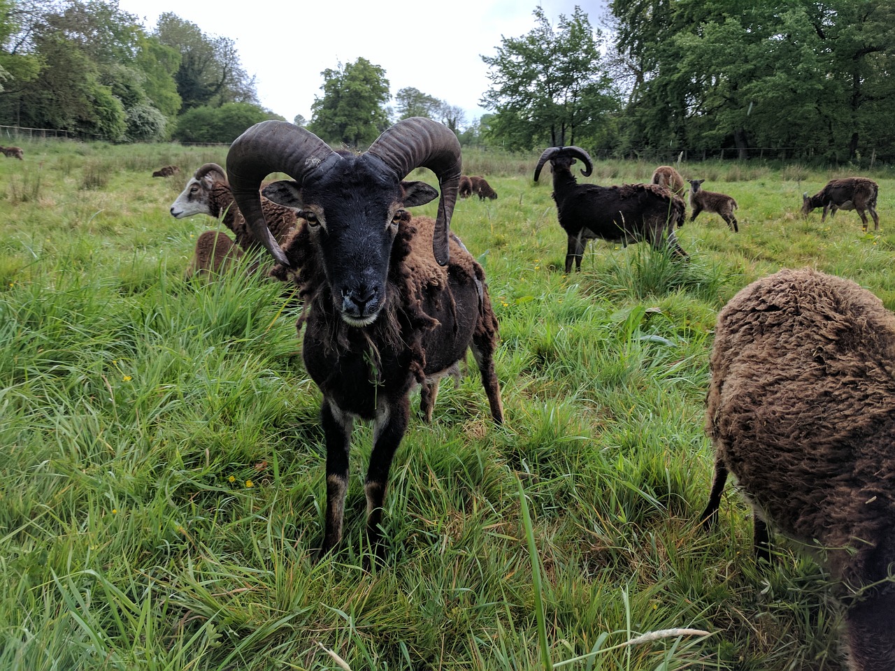 Овцы страна. Группа коров. Sheep field.