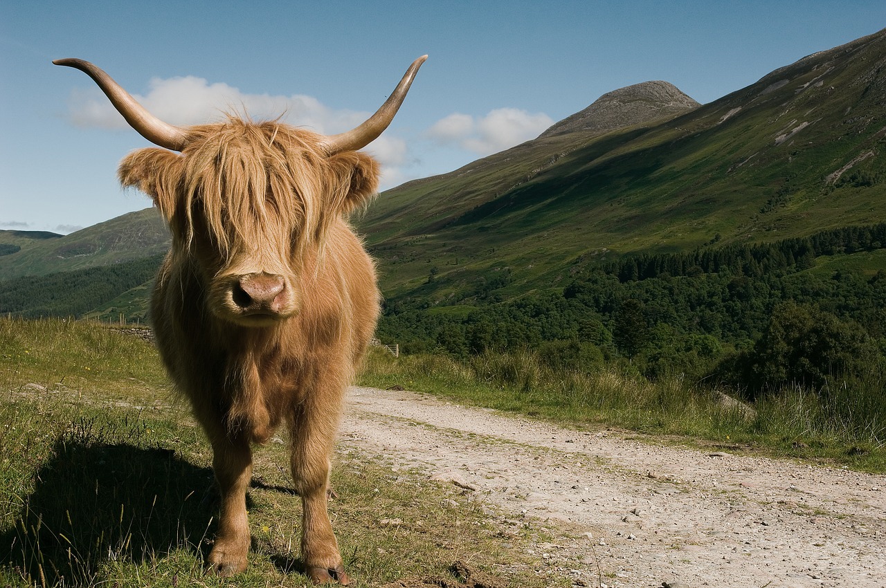 highland cow cattle free photo