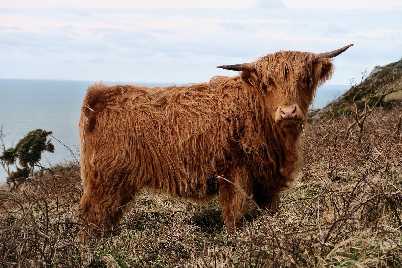 highland cow cattle free photo