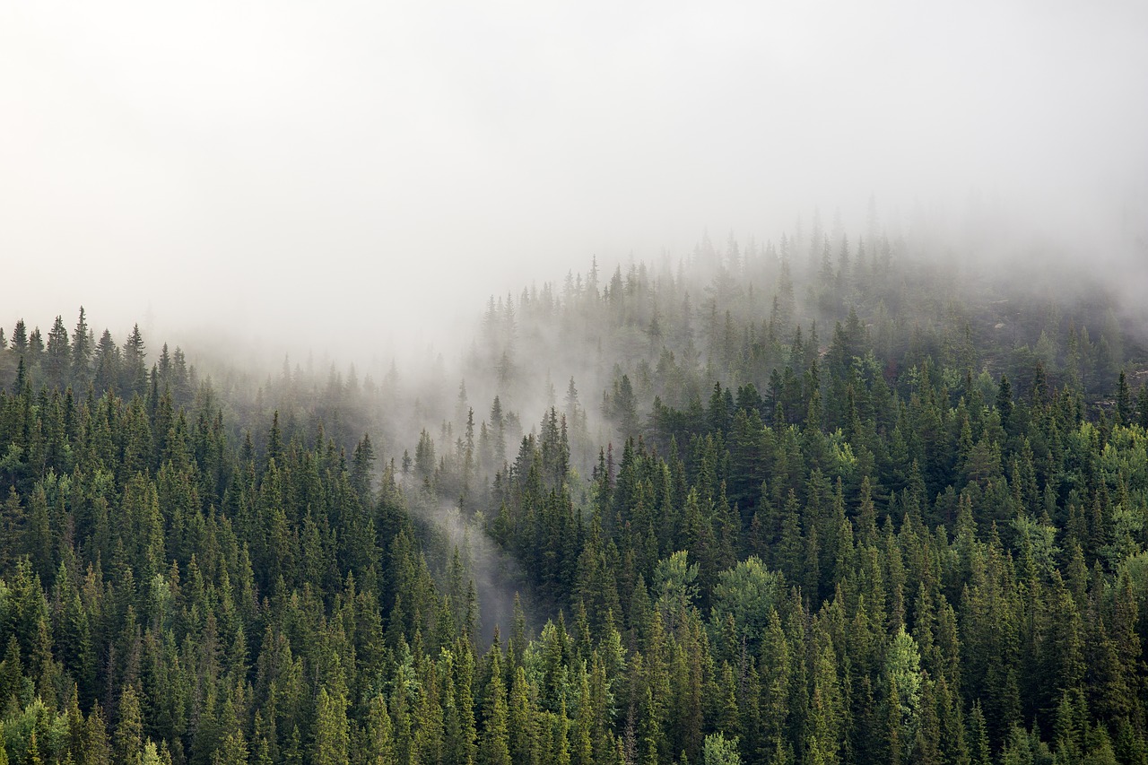 highland green trees free photo