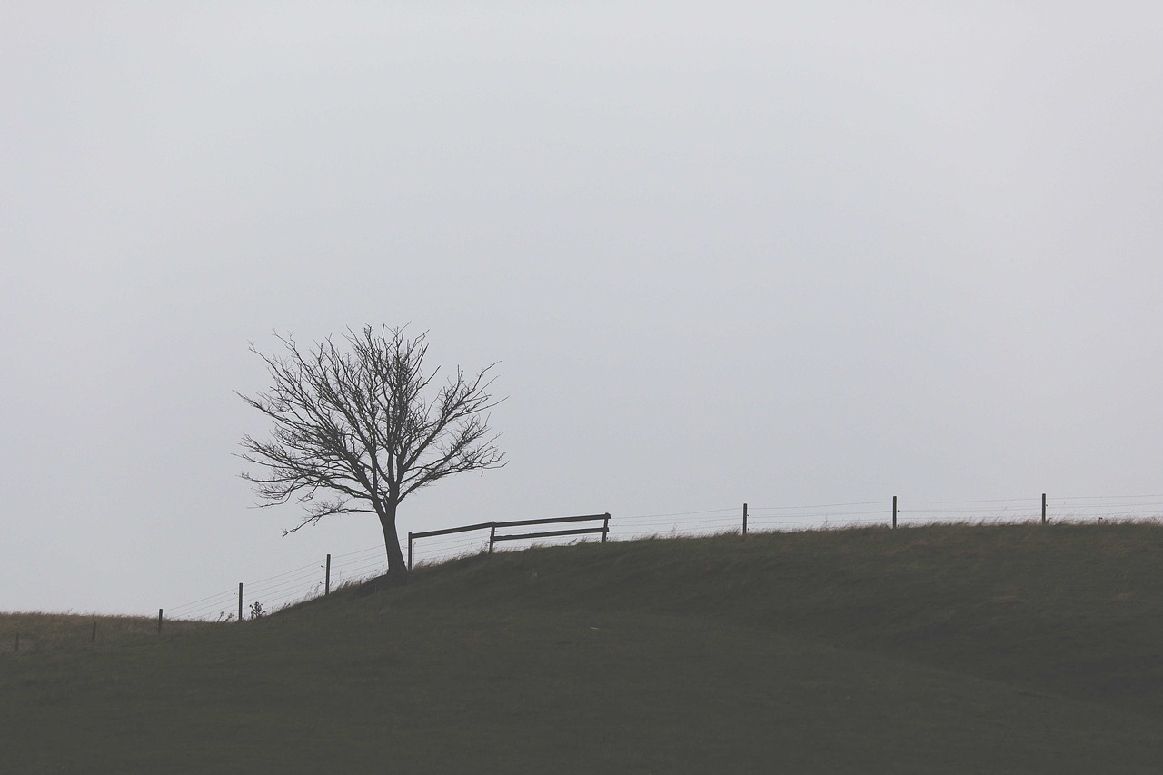 highland landscape tree free photo