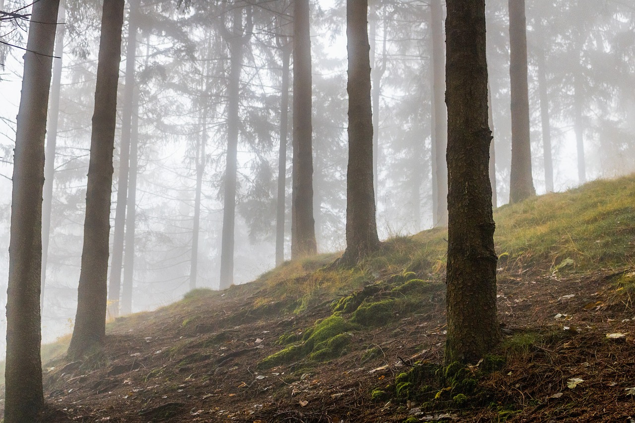 highland mountain trees free photo