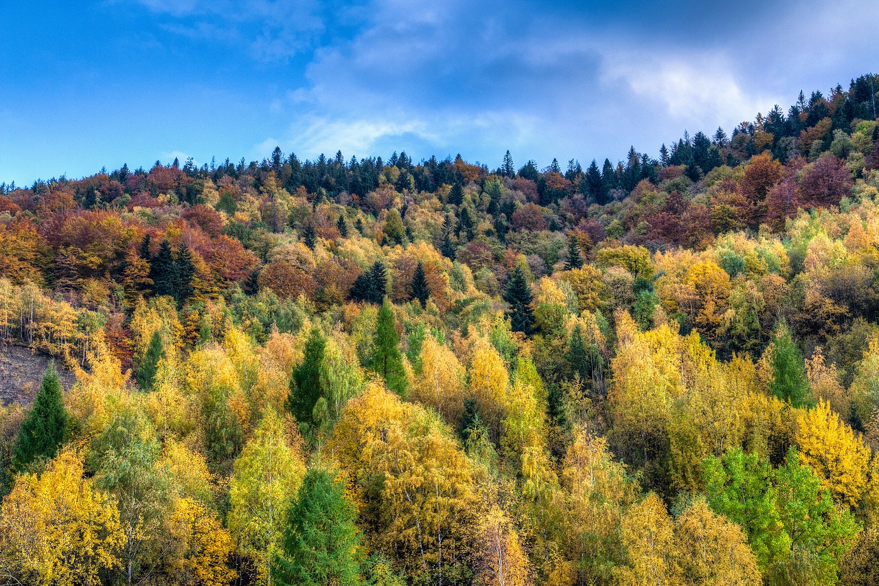 highland mountain trees free photo