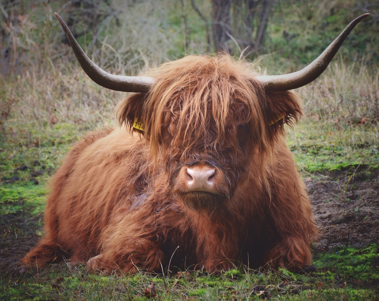 highland cow cattle free photo