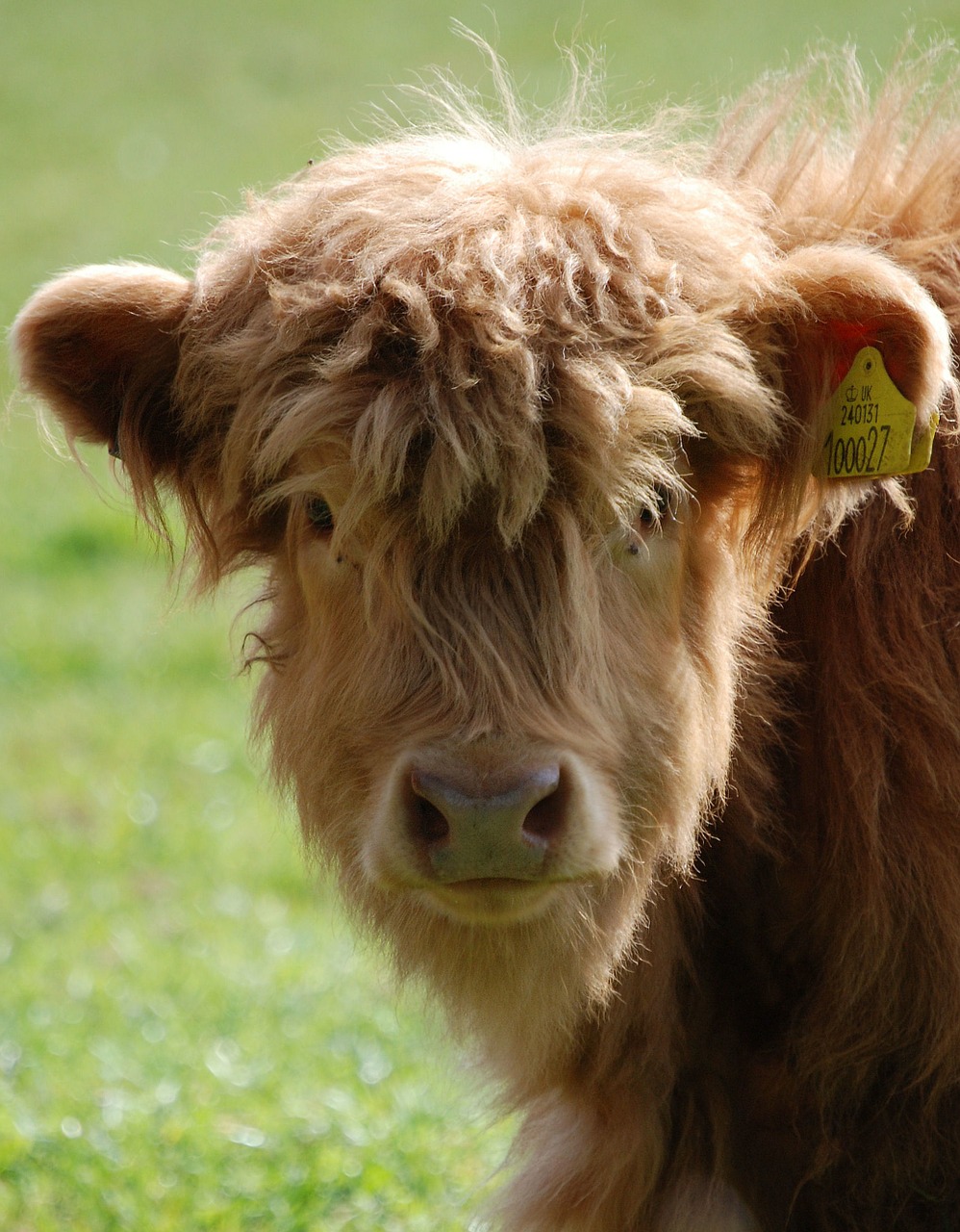highland cattle cow free photo
