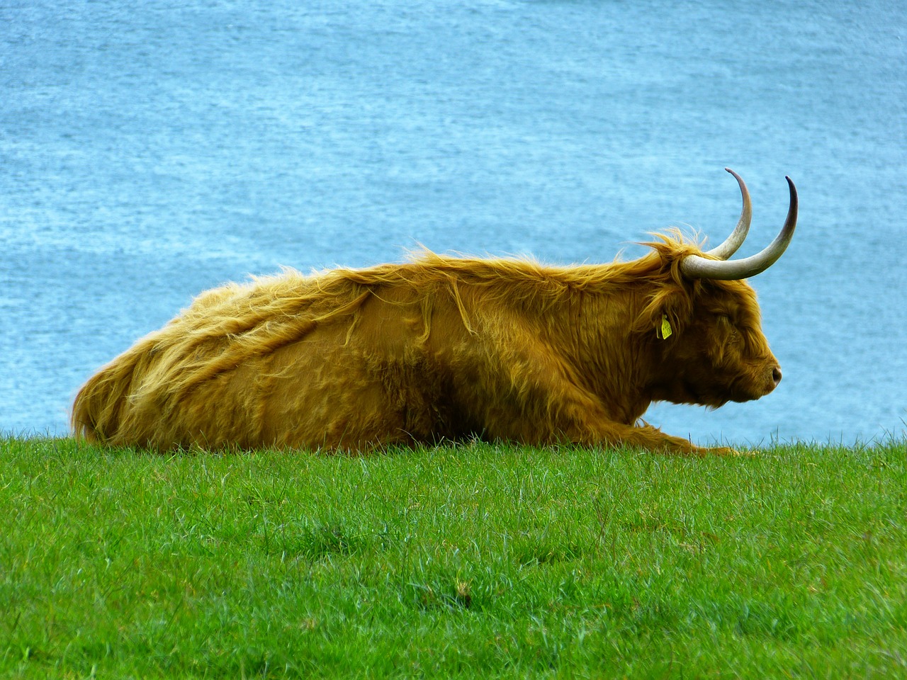 highland beef highland cattle kyloe free photo