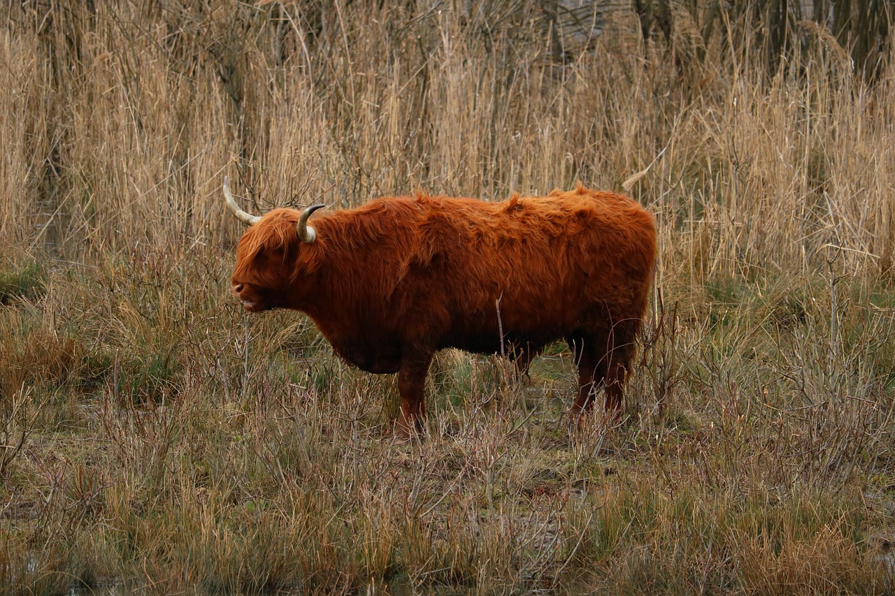 highland beef wild pasture free photo