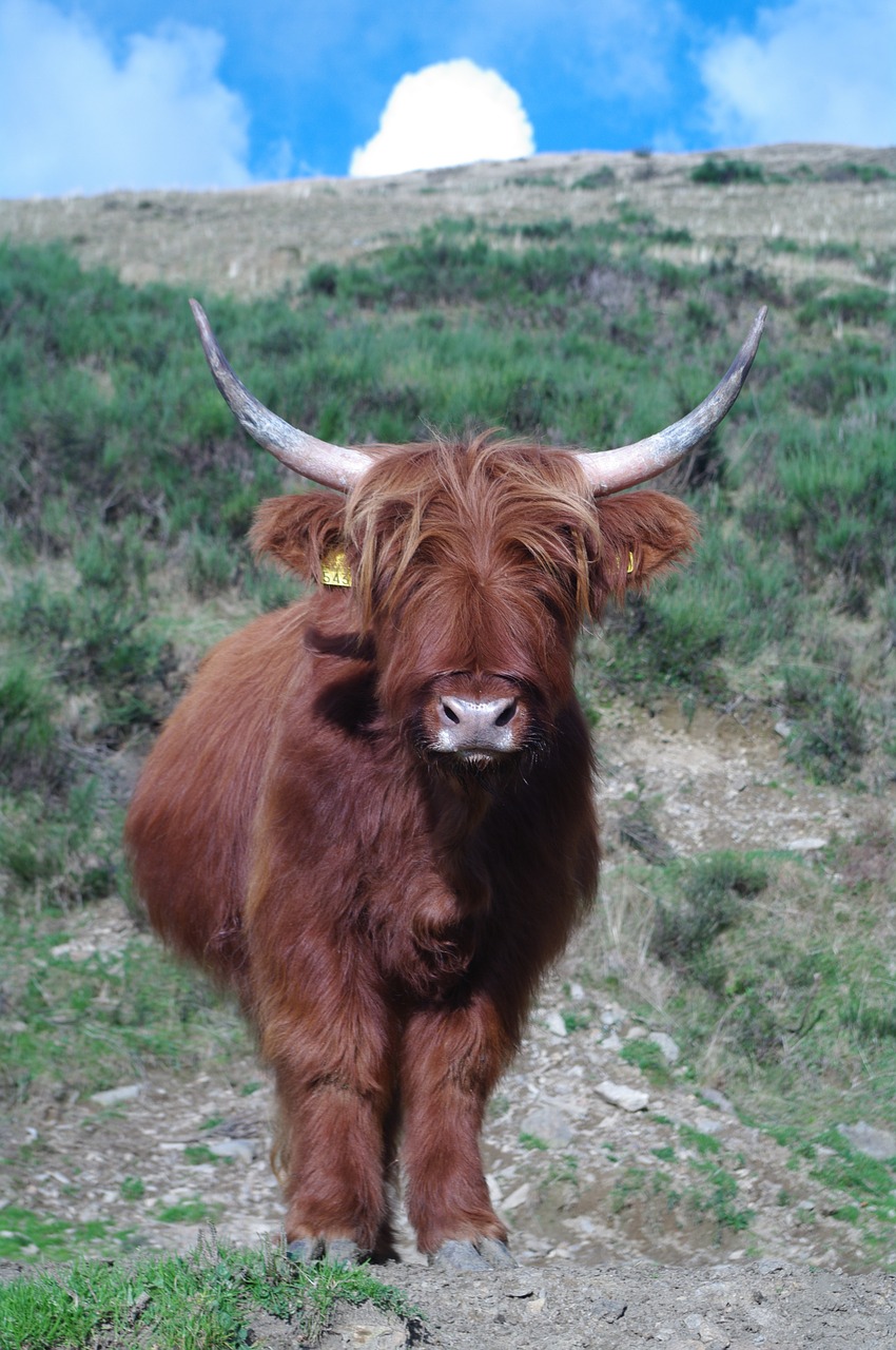 highland beef ticino nature concretely free photo