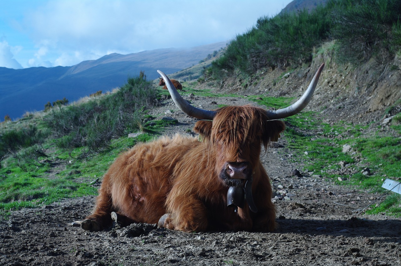 highland beef ticino nature concretely free photo