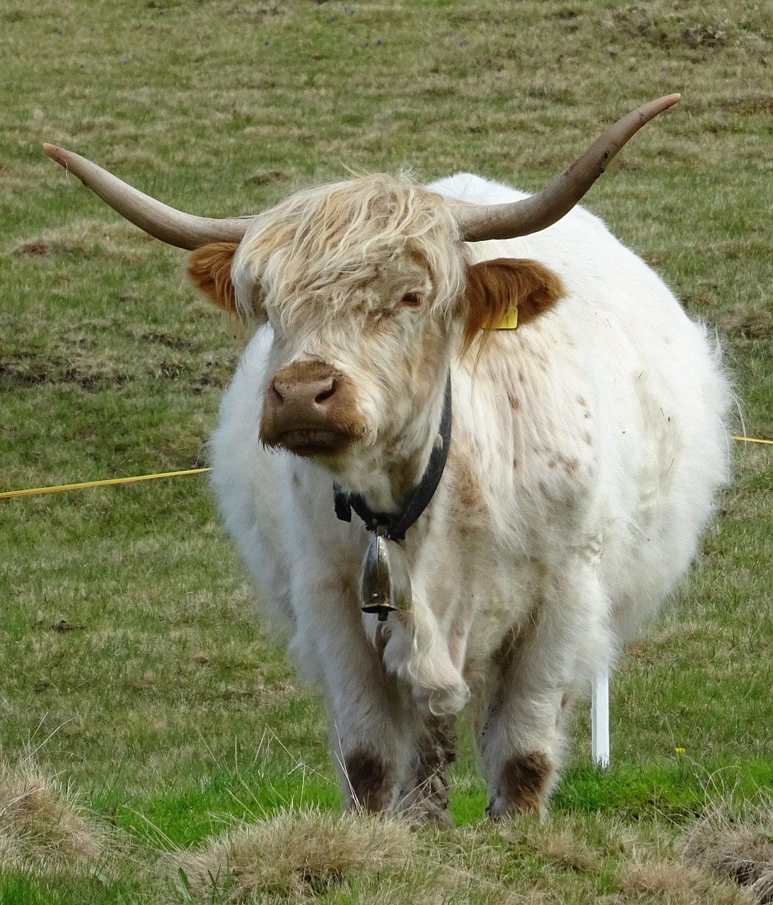 highland beef bull graze free photo