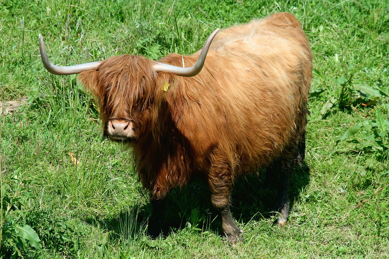 highland beef beef highland longhorn free photo