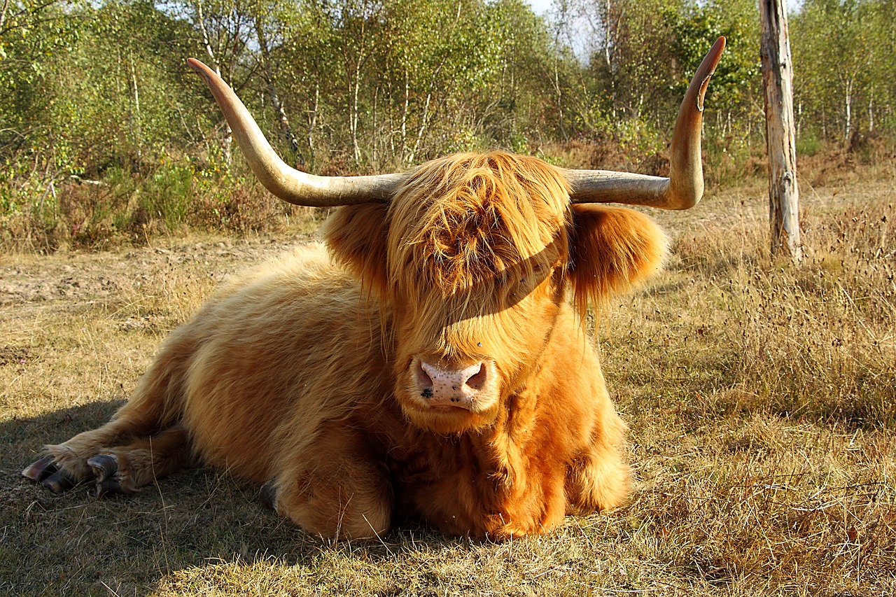 highland beef cow beef free photo