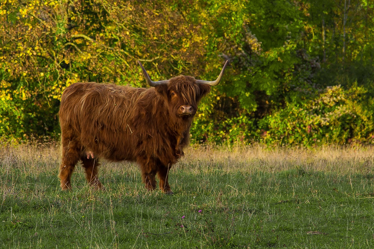 highland beef beef scottish hochlandrind free photo