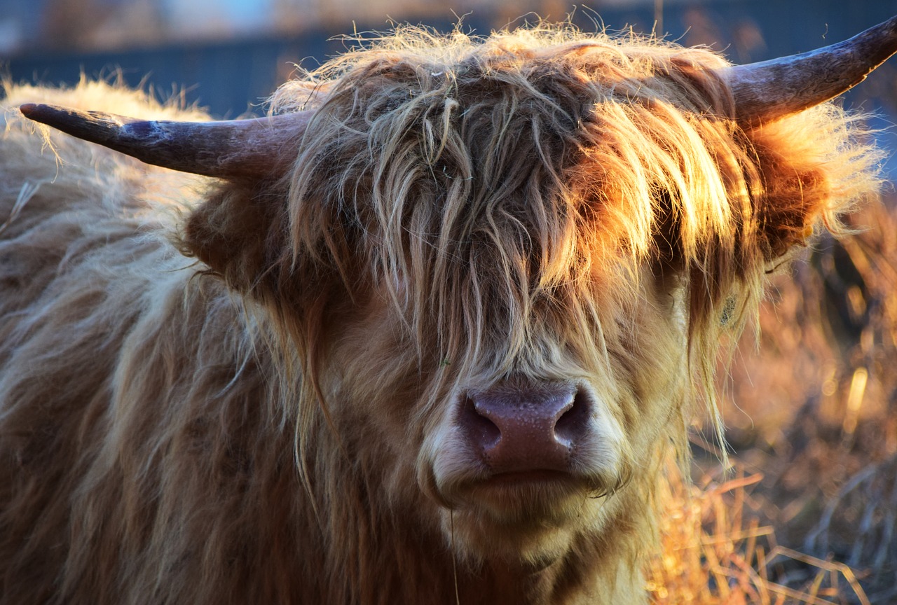 highland beef beef cow free photo