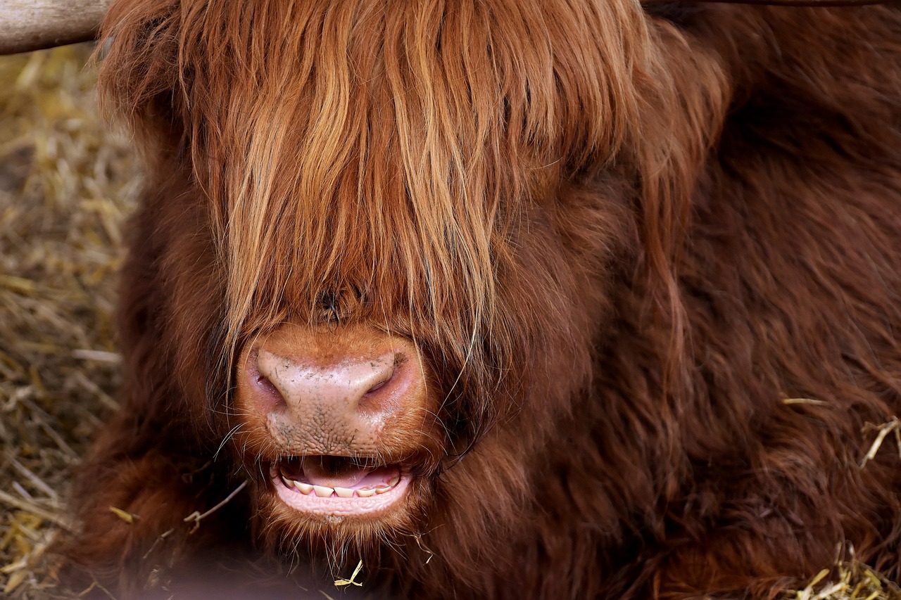 highland beef head chew free photo