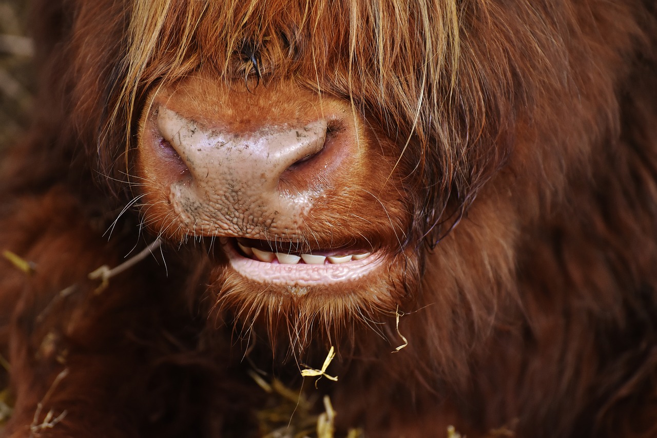 highland beef head chew free photo