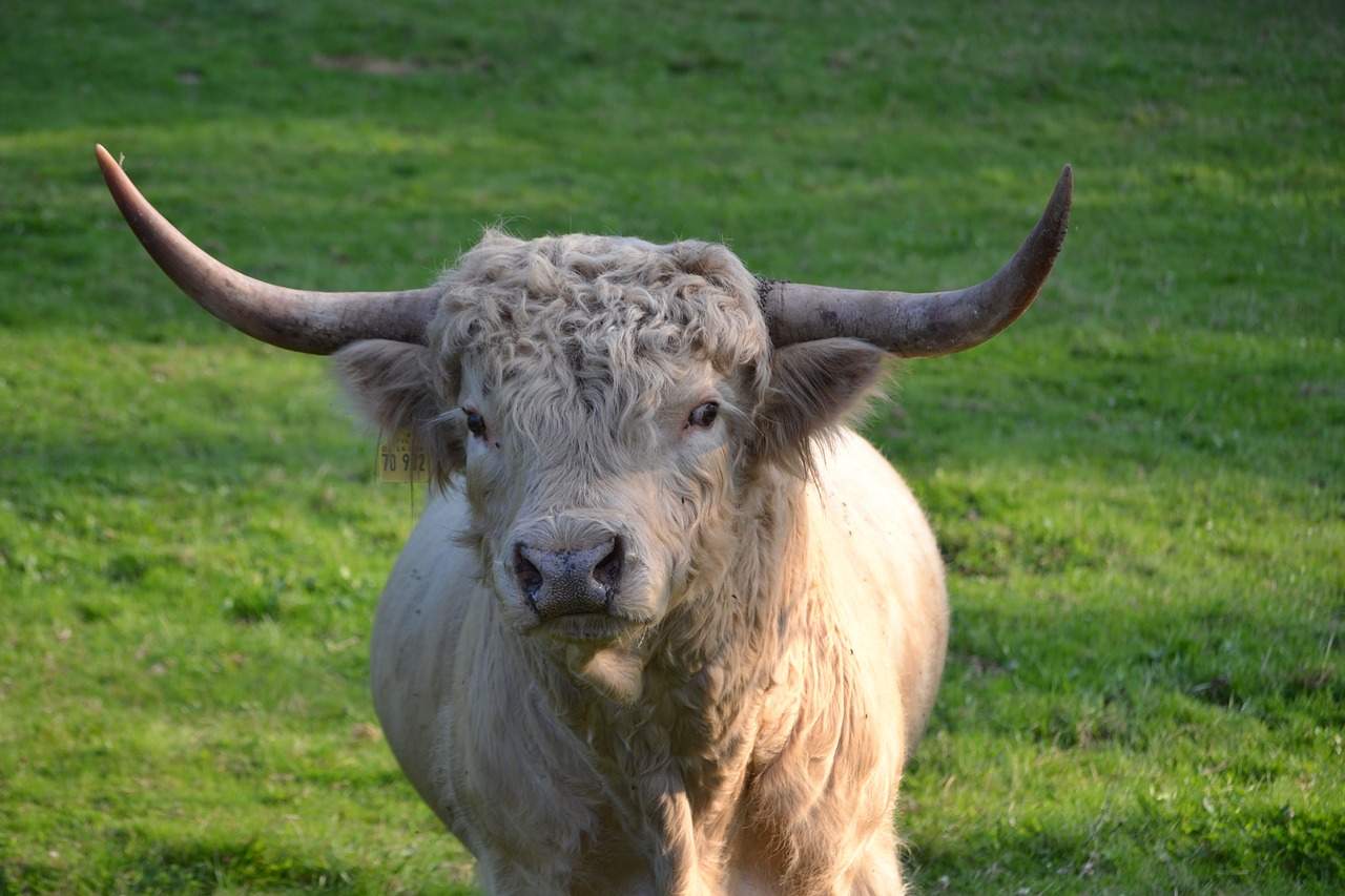 highland beef pasture scottish highland cow free photo