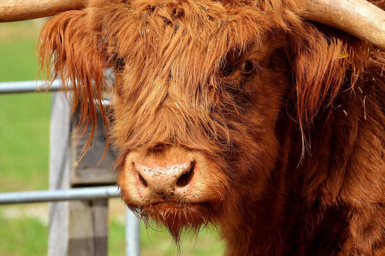 highland beef head farm animal free photo