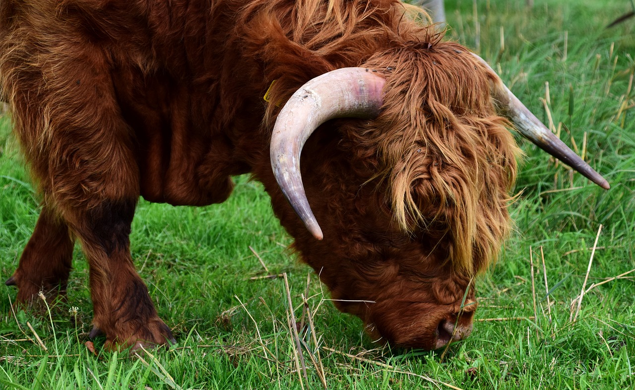 highland beef galloway beef free photo