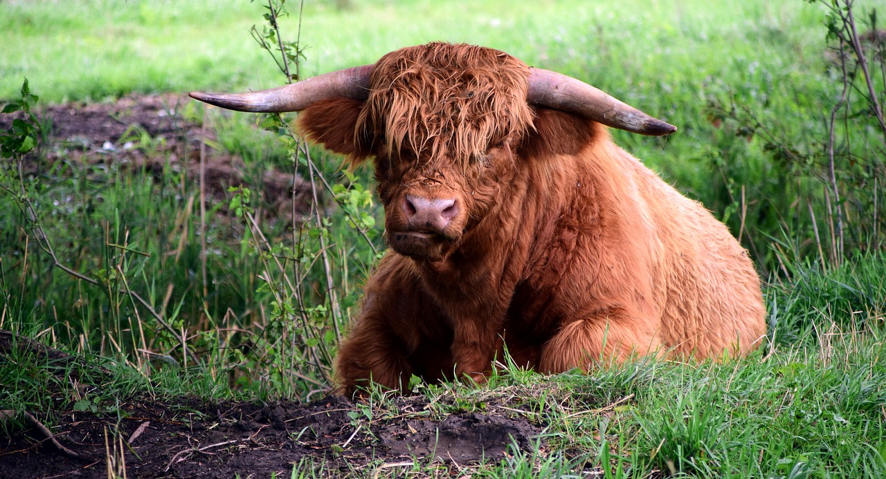 highland beef galloway beef free photo