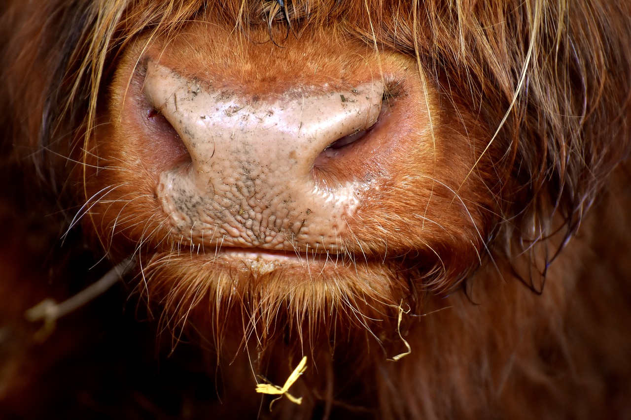 highland beef head chew free photo