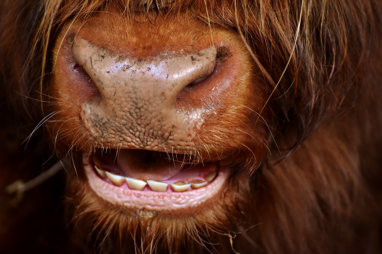 highland beef head chew free photo