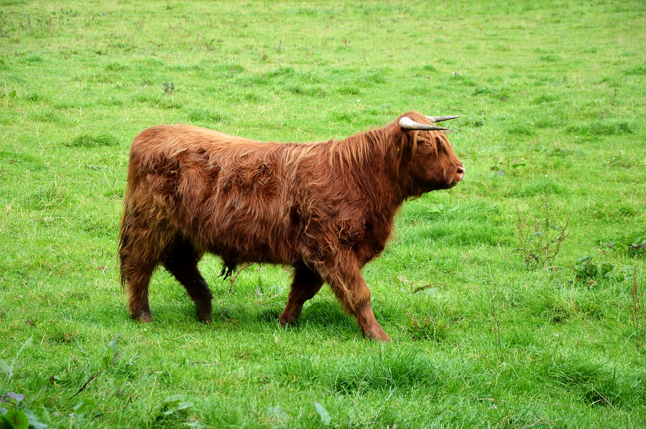 highland beef brown shaggy free photo